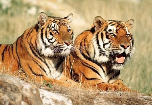 Тигр и тигрица - большие кошки, хищники, тигры - оригинал