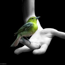 Птичка невеличка