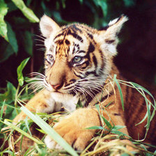 Схема вышивки «тигренок»