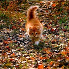 Схема вышивки «рыжий котик»