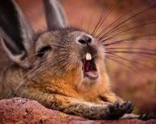 Схема вышивки «зайка»