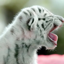 Схема вышивки «Тигренок»