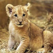 Схема вышивки «Тигр»