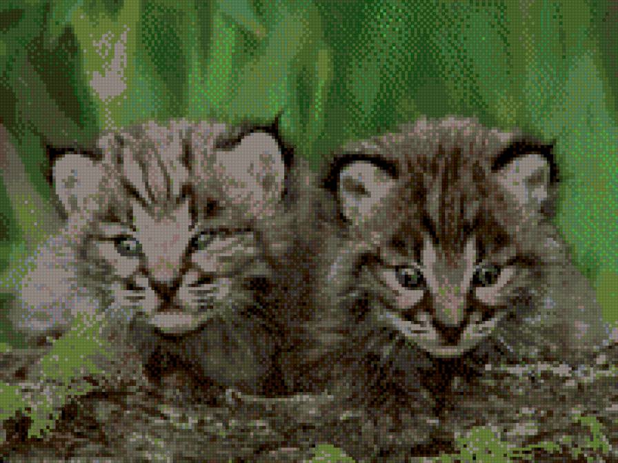 Дикие кошки - тигренок, тигры - предпросмотр