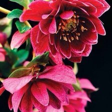 Схема вышивки «Цветы»