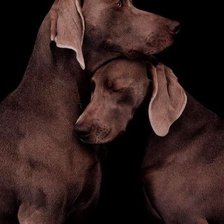 Схема вышивки «собака»