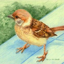 Схема вышивки «воробей»