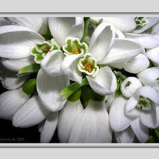 подснежники