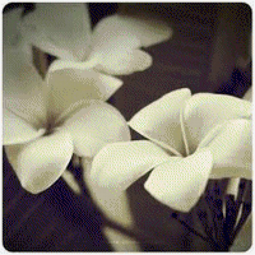 букет - букет, картинка, цветы - предпросмотр