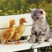 Схема вышивки «Котенок с утятами»