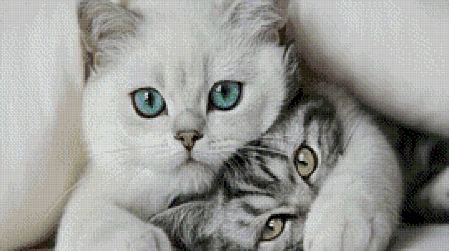 Котики - предпросмотр