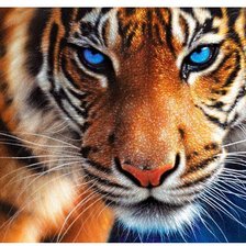 Схема вышивки «Глаза тигра»