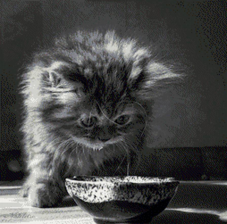 Котенок черно-белый. - нежность, котенок, черно-белое - предпросмотр