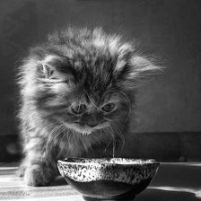 Схема вышивки «Котенок черно-белый.»