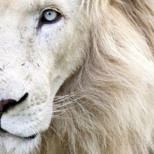 Схема вышивки «leon»