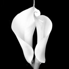 Схема вышивки «Calas»