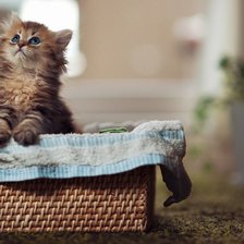 Схема вышивки «kot»