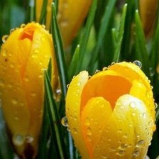 Схема вышивки «Крокусы»