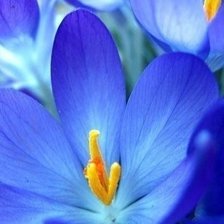 Схема вышивки «Крокусы»