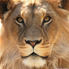 Схема вышивки «ЦАРЬ ЗВЕРЕЙ»