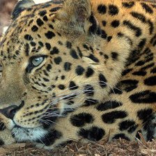 Схема вышивки «ЛЕОПАРД»