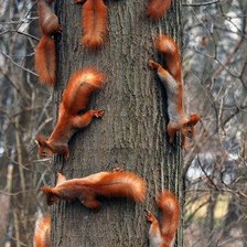 Схема вышивки «белочки много»