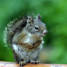 Схема вышивки «Бельчонок»