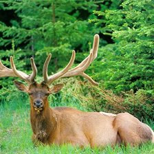 Схема вышивки «олень»