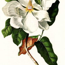 Схема вышивки «Магнолия»