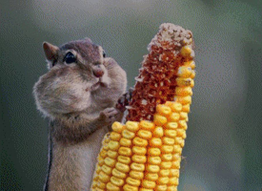 "Запасливый бурундук" - бурундук, животные - предпросмотр