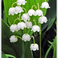 Схема вышивки «ландыш»