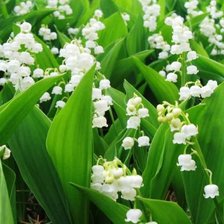 Схема вышивки «ландыш»