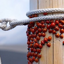 Схема вышивки «божие коровки и канат»