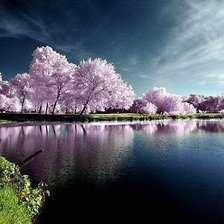 Схема вышивки «Сакура, Япония.»