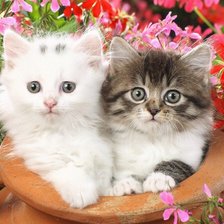 Схема вышивки «котята»