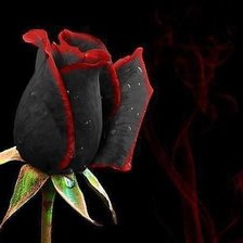 Схема вышивки «Черная роза»