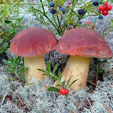 Схема вышивки «Грибочки»