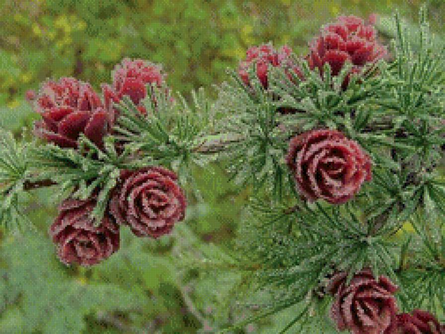 Цветущая лиственница - природа, деревья - предпросмотр