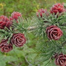 Цветущая лиственница