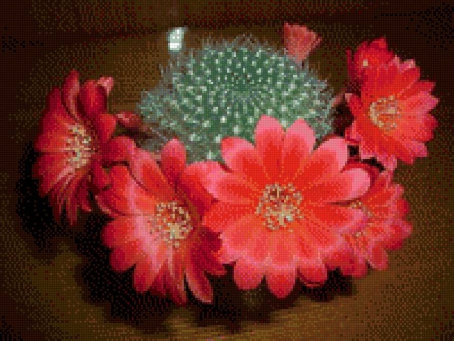 Цветущий кактус - кактус, цветы - предпросмотр