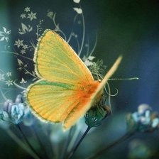 Схема вышивки «Бабочка»