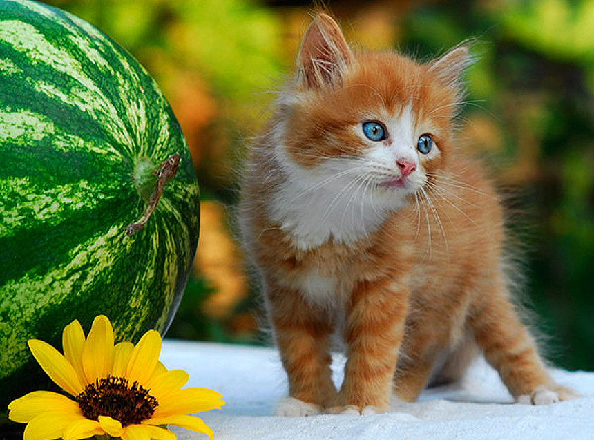 любитель арбузов - котики, коты, кот - оригинал