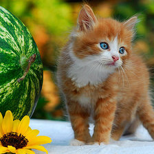 Схема вышивки «любитель арбузов»