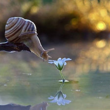 Схема вышивки «Улитка и цветок»