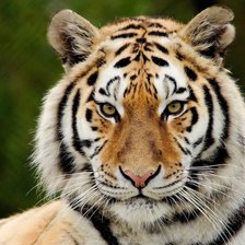 Схема вышивки «№754887»