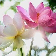 Схема вышивки «Прекрасные цветы»