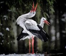 Схема вышивки «Аист»