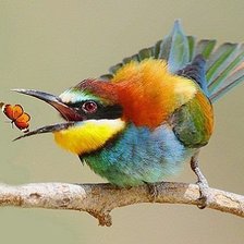 Схема вышивки «птицы»