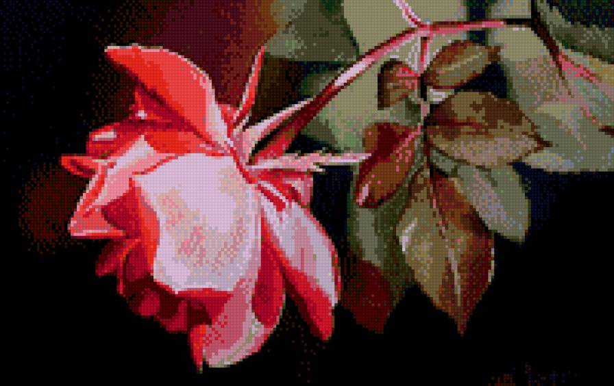 Роза - розовая, цветок, роза - предпросмотр