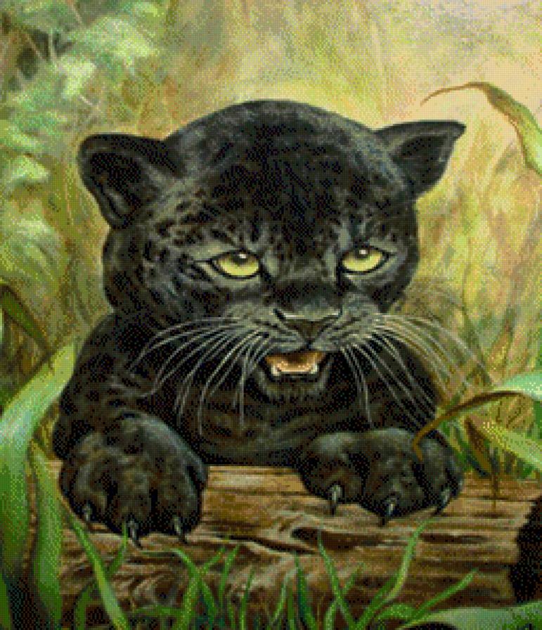 пантера - животные.пантера - предпросмотр